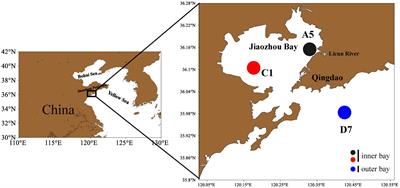 Seasonal and spatial variations of Synechococcus in abundance, pigment types, and genetic diversity in a temperate semi-enclosed bay